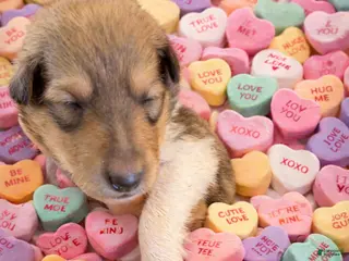 Collie dogs Jeff - Ad 1