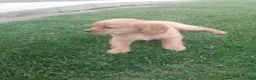 Mixed Breed dogs for sale: Kyle - Ad 8