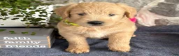 Goldendoodle dogs for sale: Nigel - Ad 13