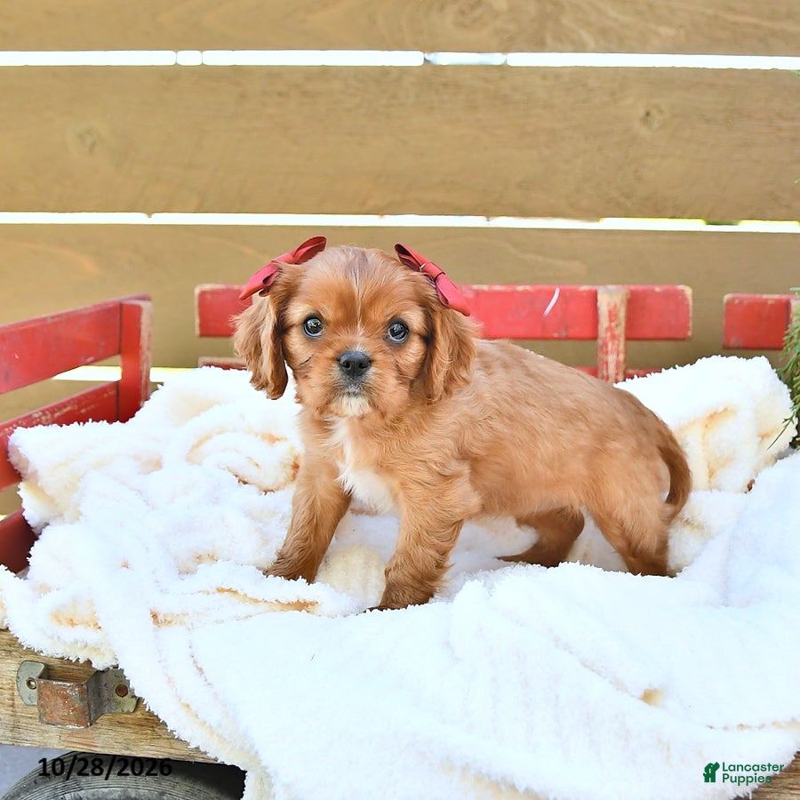 Cavapoo dogs for sale: Haven - Ad 2