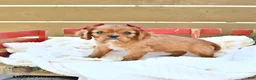 Cavapoo dogs for sale: Haven - Ad 2