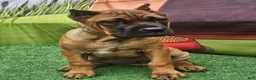 Cane Corso dogs for sale: MILO - Ad 13