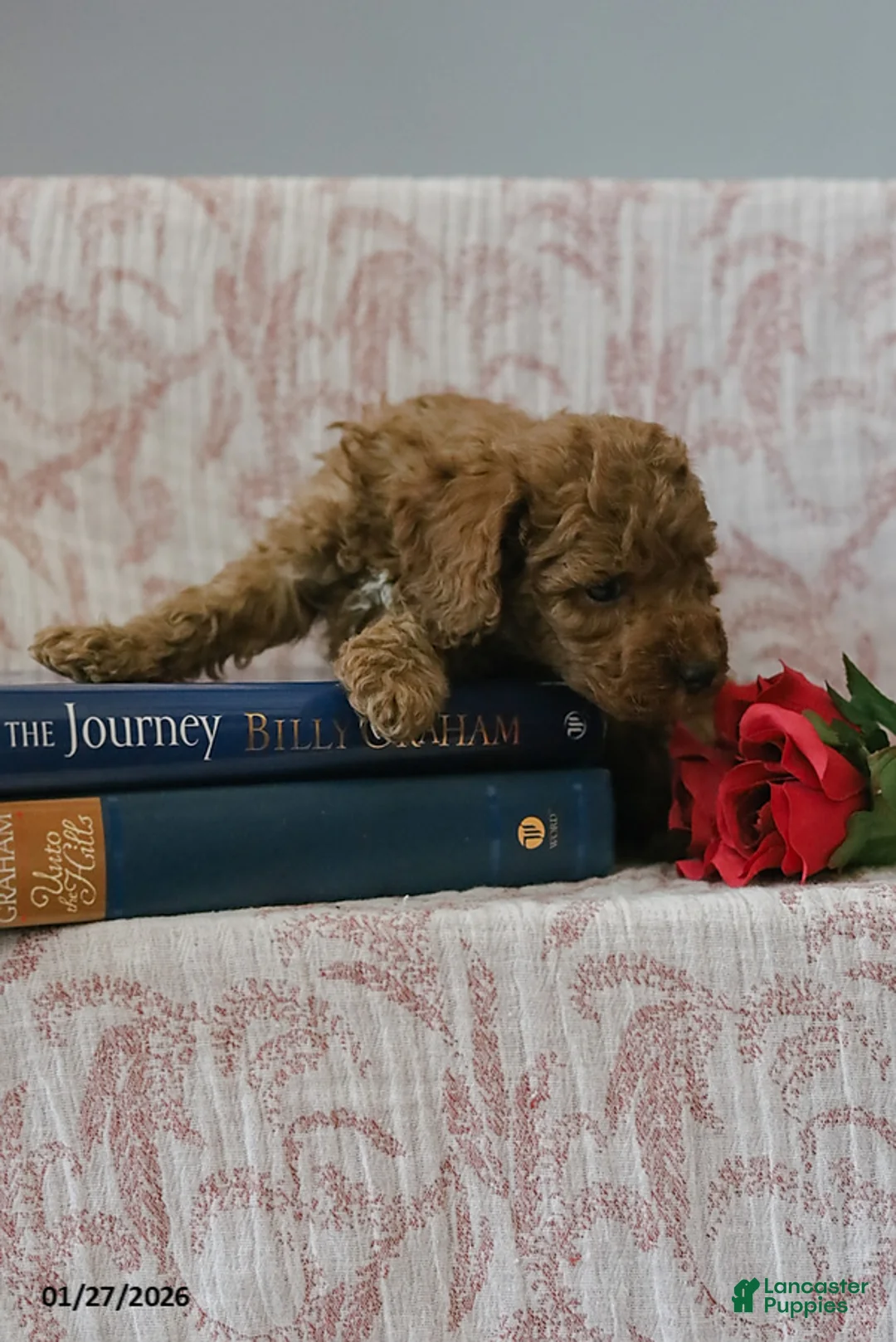 Cockapoo dogs for sale: Jason - Ad 9