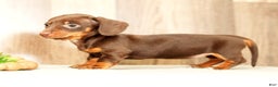 Miniature Dachshund dogs for sale: Mia - Ad 7