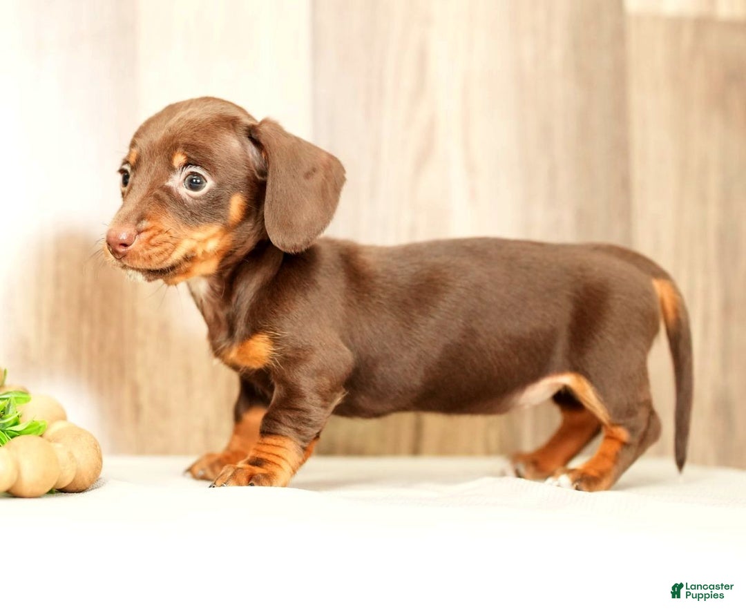 Miniature Dachshund dogs for sale: Mia - Ad 7