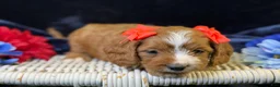 Cavapoo dogs for sale: Haven - Ad 2