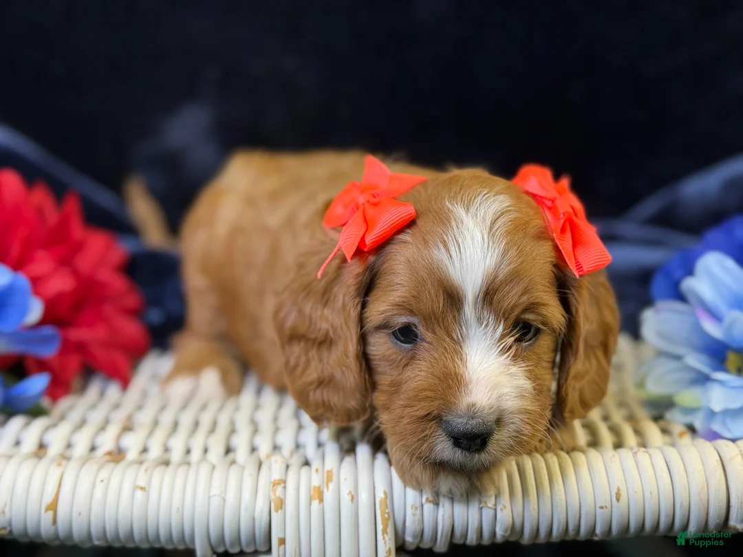 Cavapoo dogs for sale: Haven - Ad 2