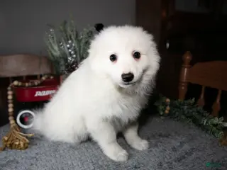 American Eskimo dogs Cotton - Ad 5