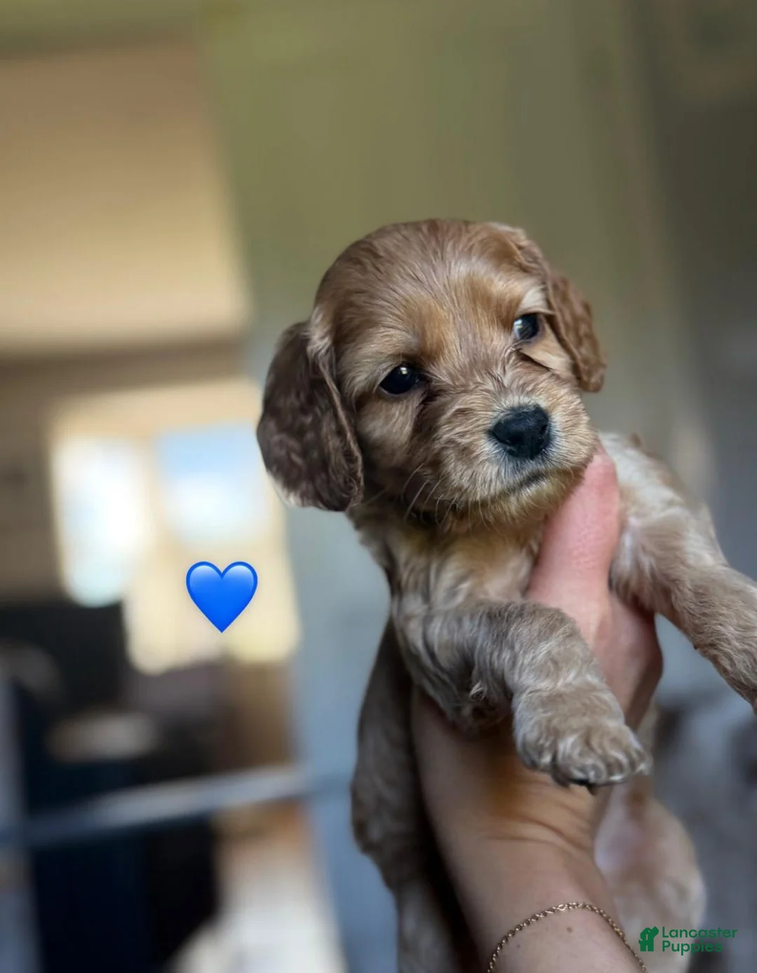 Cavapoo dogs for sale: Britney  - Ad 15