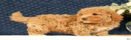 Havapoo dogs for sale: Hugh - Ad 6