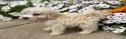 Miniature Poodle dogs for sale: Jack - Ad 5