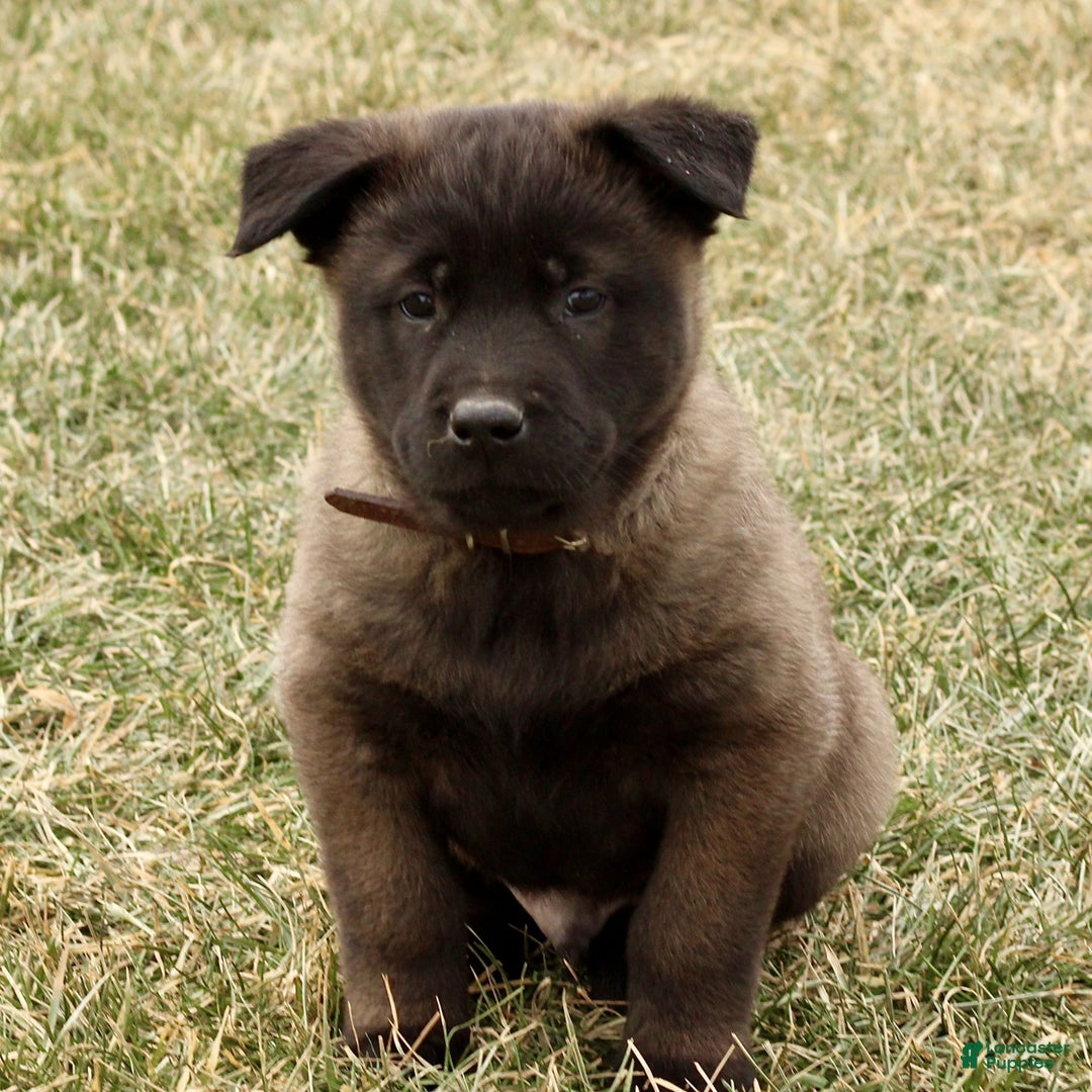 Belgian Malinois dogs for sale: Axel - Ad 1