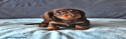 Miniature Dachshund dogs for sale: Rusty - Ad 2