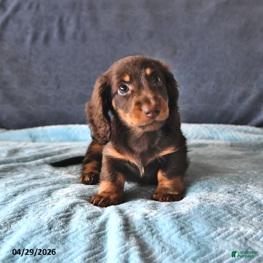 Miniature Dachshund dogs for sale: Rusty - Ad 2