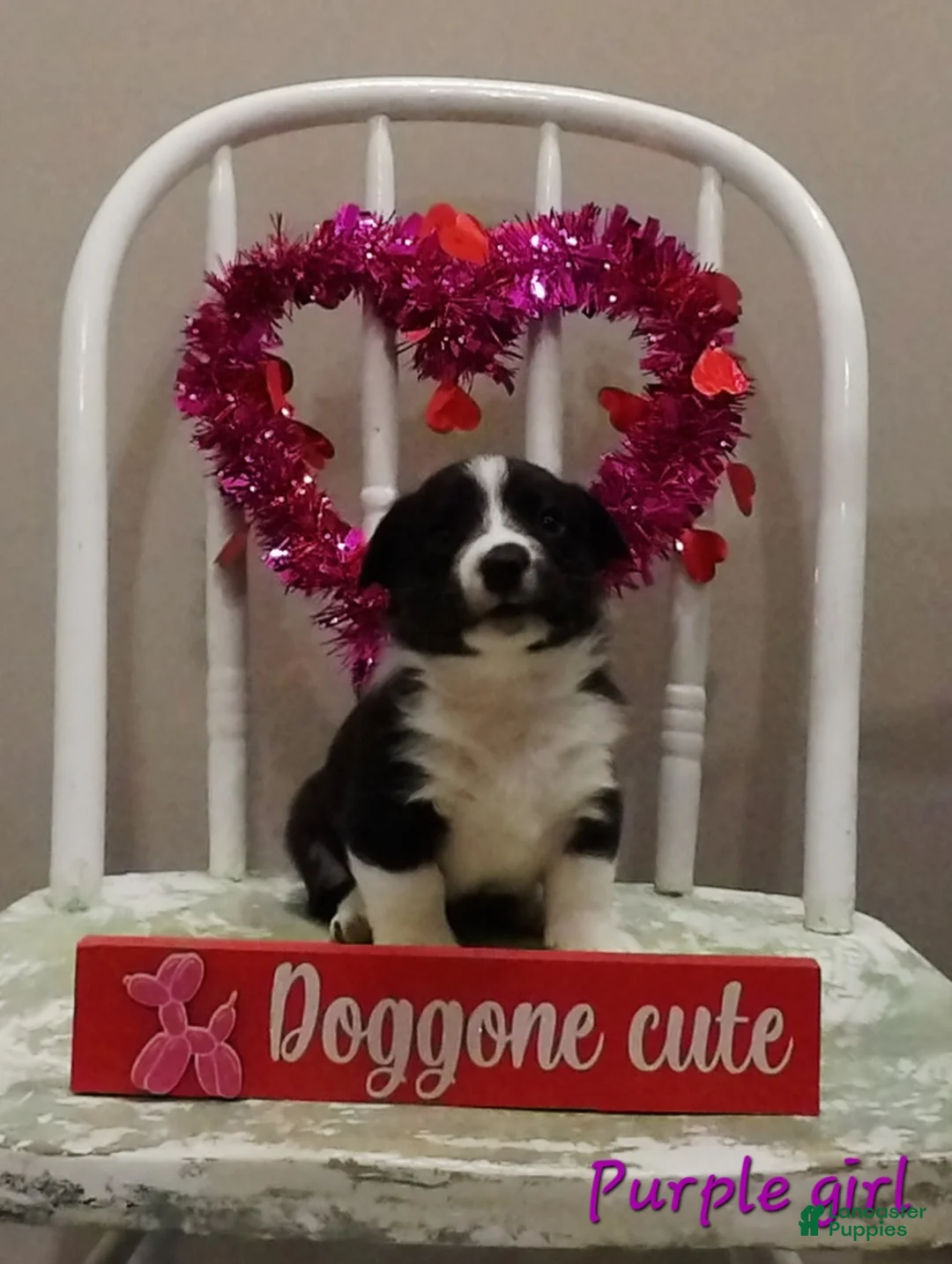 Welsh Corgi Cardigan dogs for sale: Welsh Corgi Cardigan Puppy 4 - Ad 8