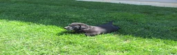 Labrador Retriever dogs for sale: Labrador Retriever Puppy 4 - Ad 5
