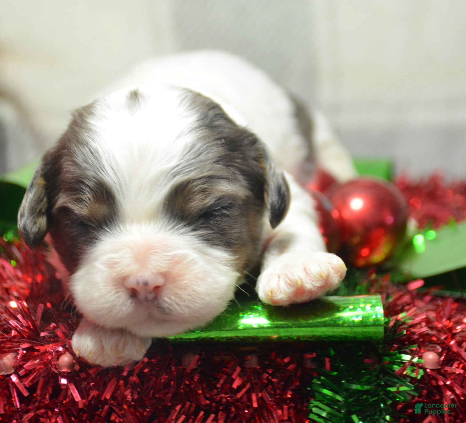 Cavapoo dogs Cavapoo Puppy 4 Cindy - Ad 28