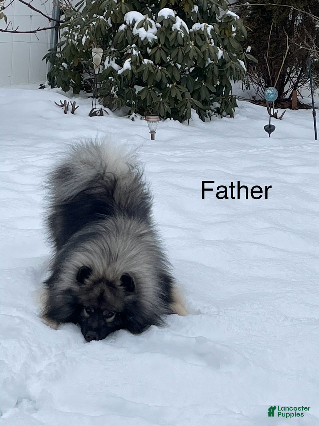 Keeshond dogs for sale: Archi - Ad 8