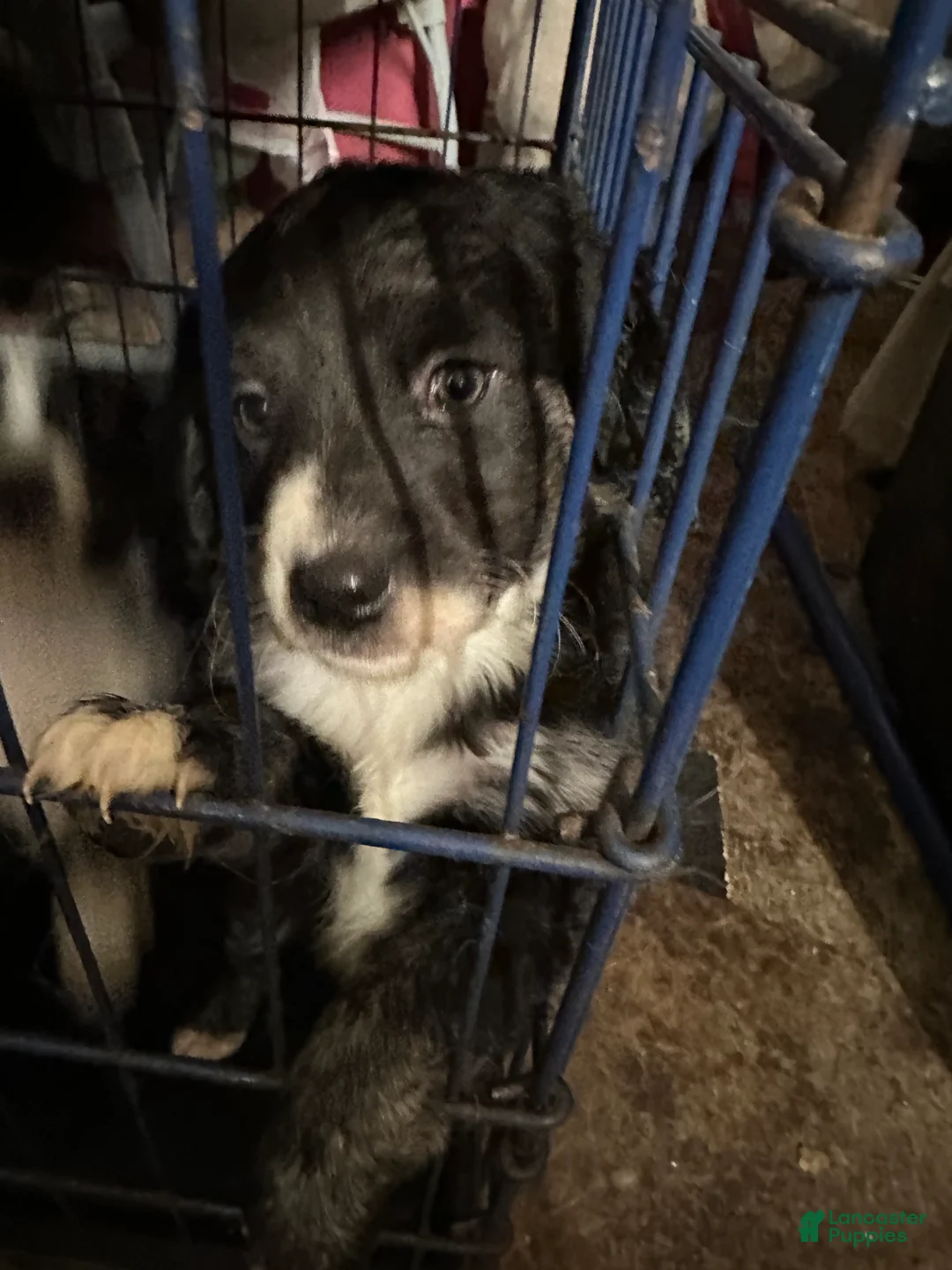 Aussiedoodle dogs for sale: Aussiedoodle Puppy 3 - Ad 3