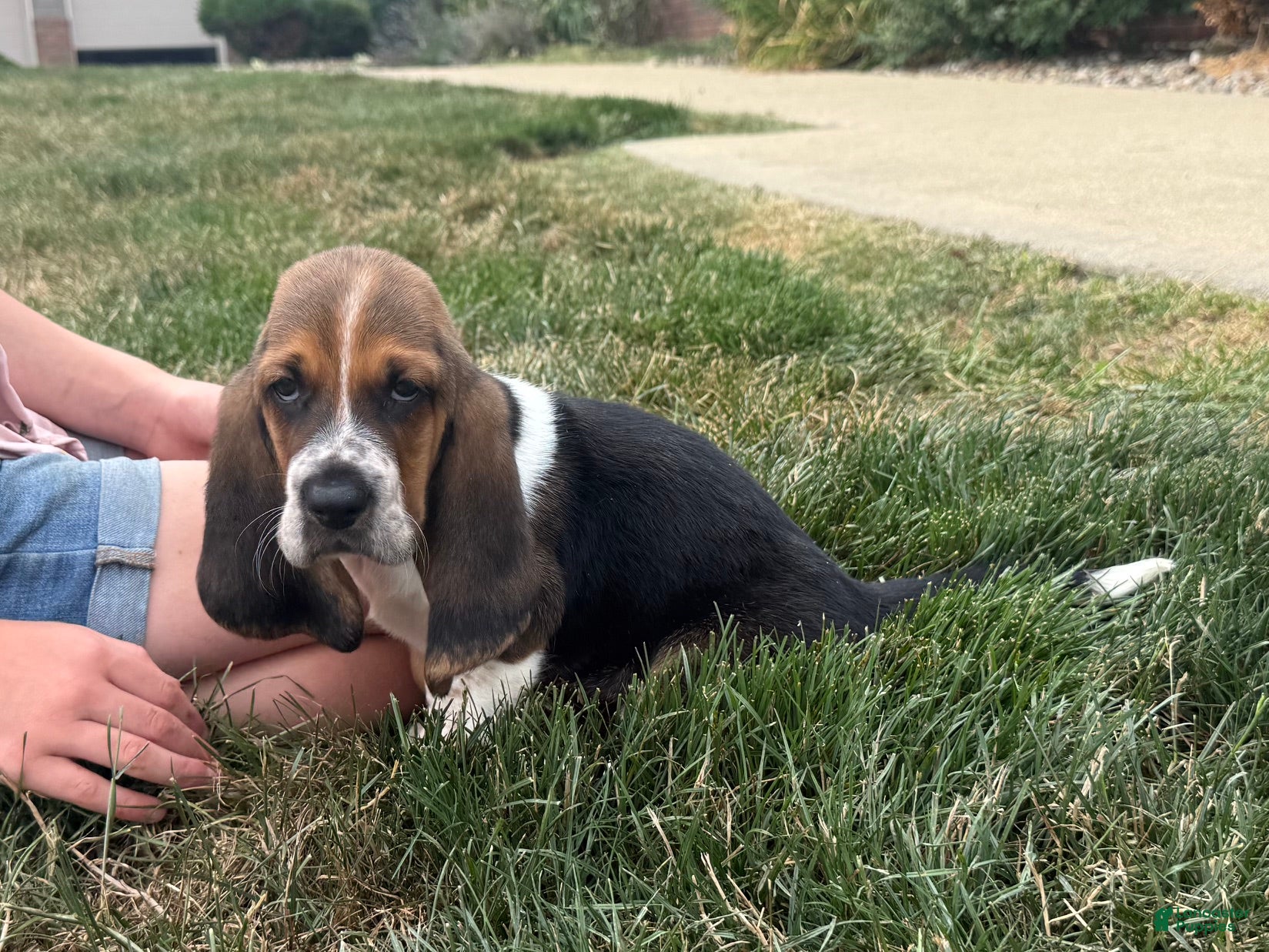 Basset Hound dogs Waylon - Ad 1