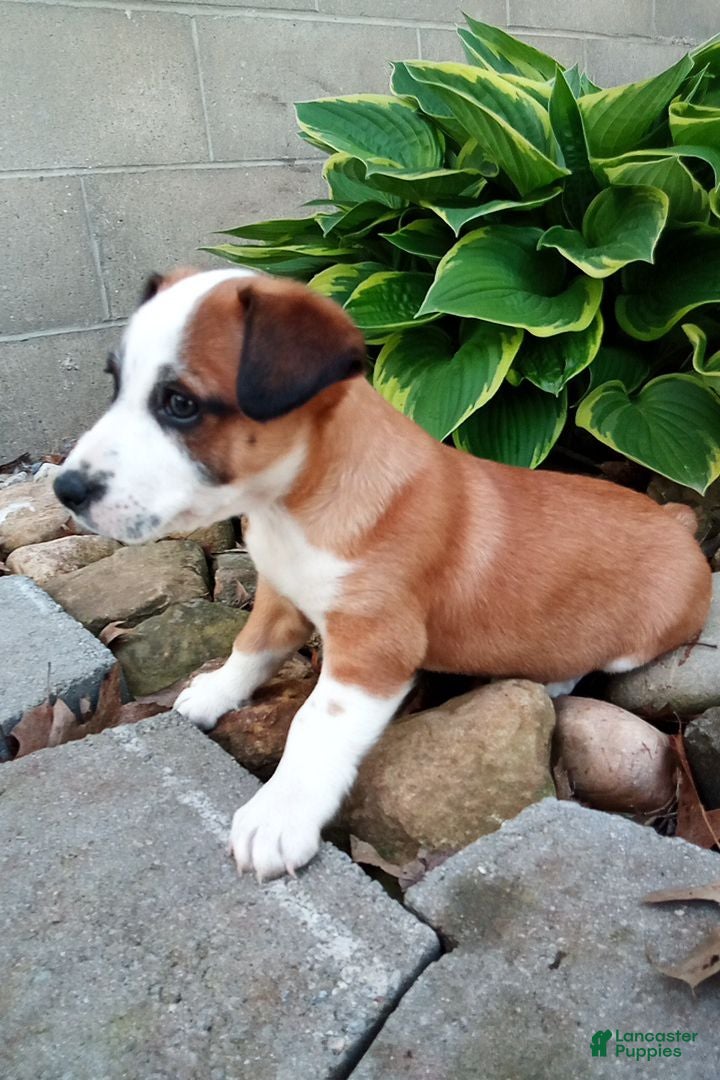Jack Russell Terrier dogs Rex - Ad 1