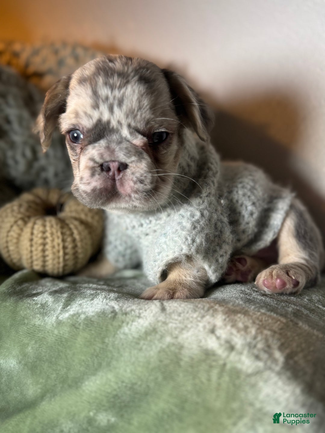 French Bulldog dogs for sale: Lilac tan fluffy french bulldog  - Ad 14