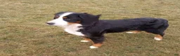 Mini Bernedoodle dogs for sale: Lucky - Ad 11