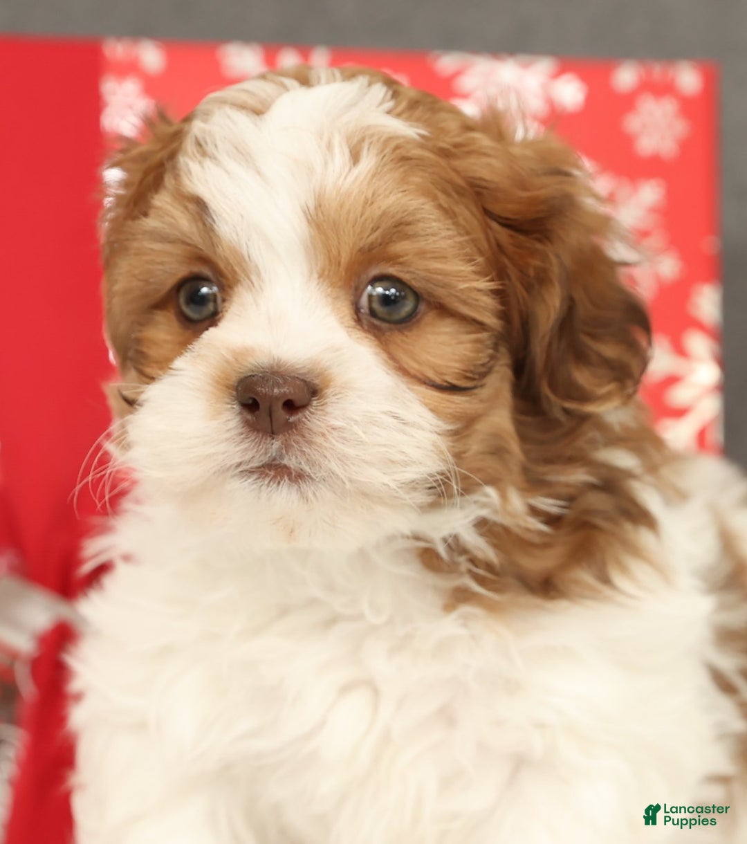 Shih Tzu dogs for sale: Elliot - Ad 6