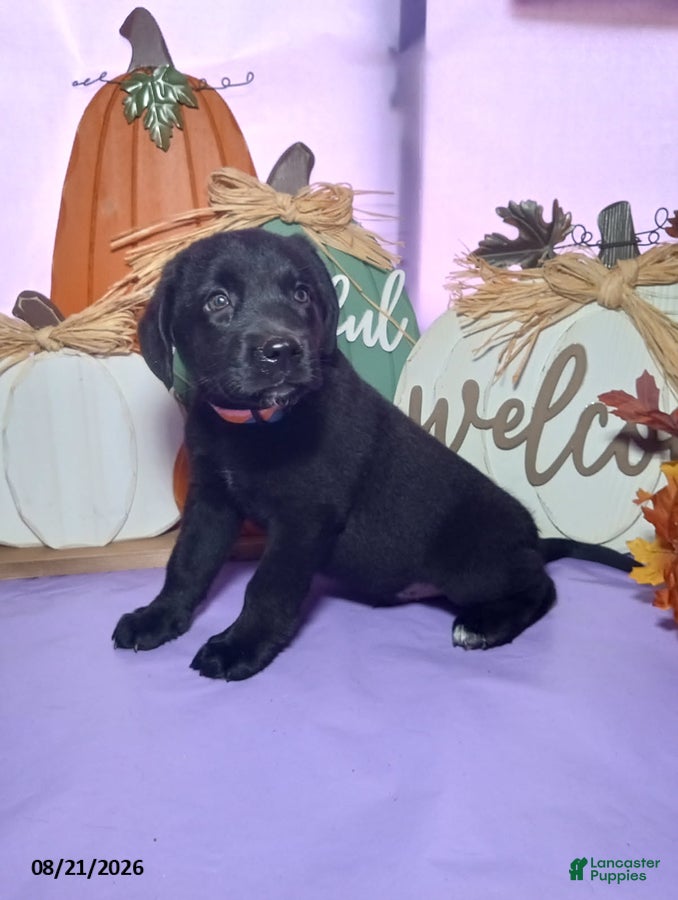 Mixed Breed dogs Brady - Ad 1