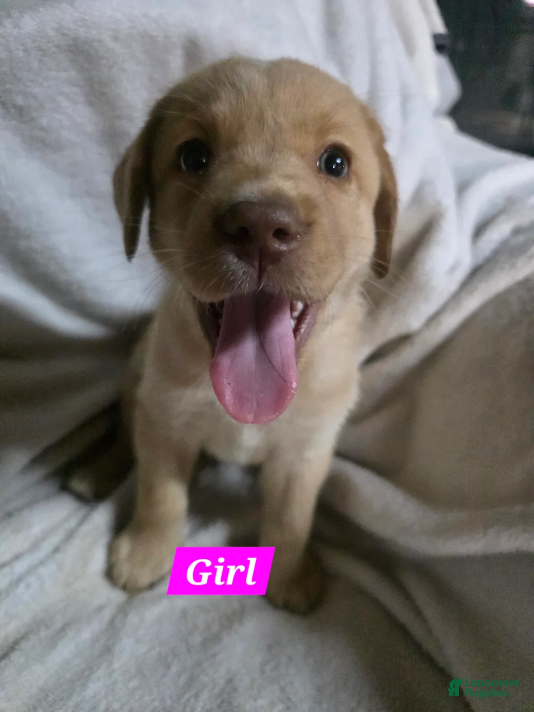 Labrador Retriever dogs for sale: Labrador Retriever Puppy 6 - Ad 1