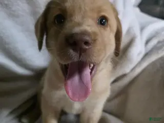 Labrador Retriever dogs Labrador Retriever Puppy 6 - Ad 33