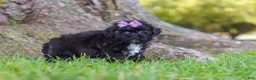 Maltipoo dogs for sale: Pretzel - Ad 6