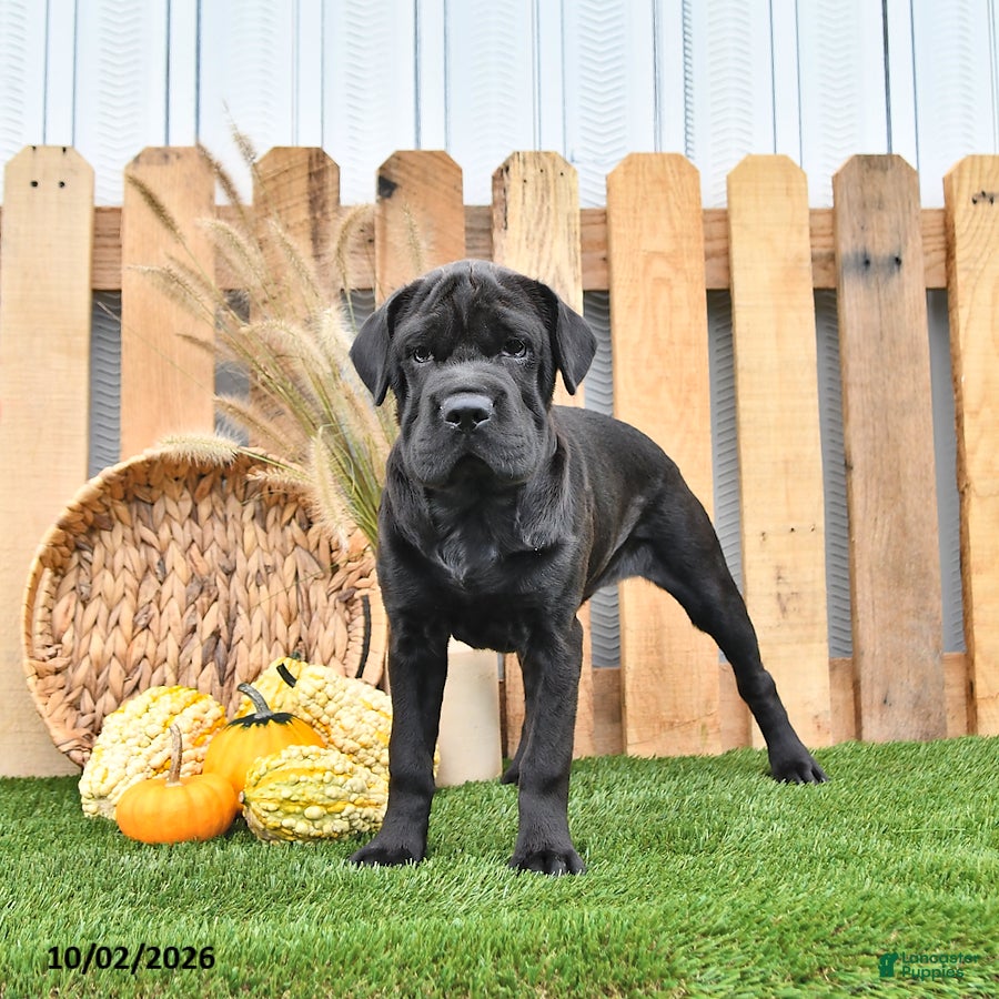 Mini Hippo dogs Jenny - Ad 2