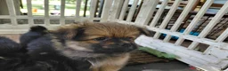 Mixed Breed dogs for sale: Margaret Corbin AKA Captain Molly - Ad 5