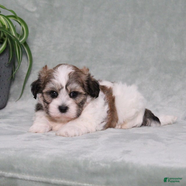 Teddy Bear dogs Dolton - Ad 2