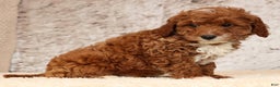 Cavapoo dogs for sale: Nolan - Ad 5