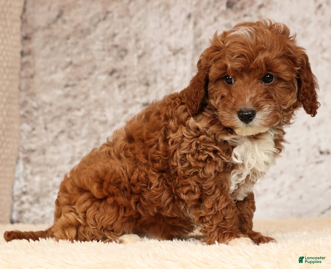Cavapoo dogs for sale: Nolan - Ad 5