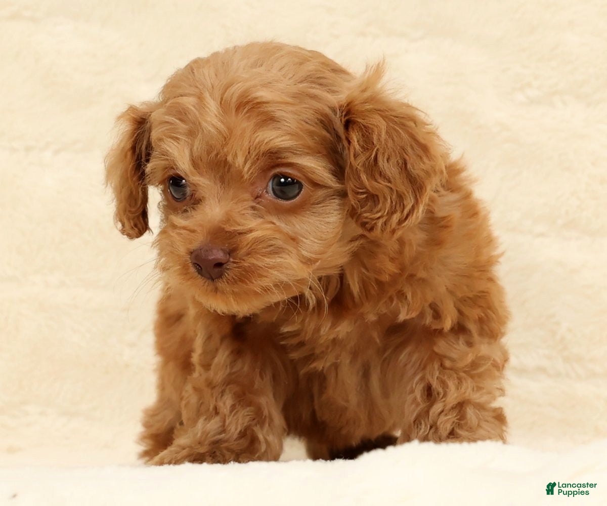 Cockapoo dogs Carson - Ad 9