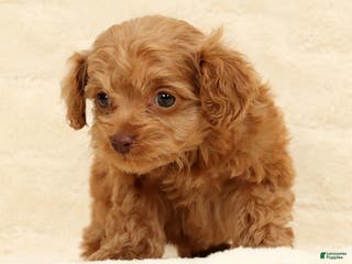 Cockapoo dogs Carson - Ad 32