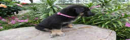 German Shepherd dogs for sale: German Shepherd Brianna 7 - Ad 2