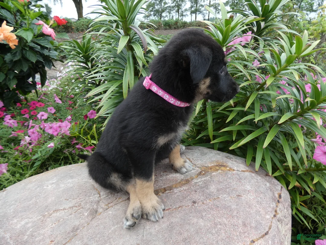 German Shepherd dogs for sale: German Shepherd Brianna 7 - Ad 2