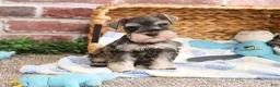 Miniature Schnauzer dogs for sale: Salvatore  - Ad 5