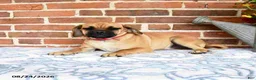 Puggle dogs for sale: Ramona - Ad 3