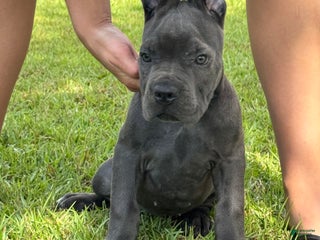 Cane Corso dogs - Ad 32