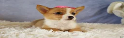 Welsh Corgi Pembroke dogs for sale: Yara ❤️ - Ad 17