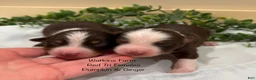 Australian Shepherd dogs for sale: Pumpkin - Ad 6
