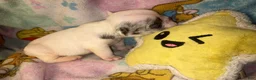French Bulldog dogs for sale:  GHOST pied Merle! - Ad 5