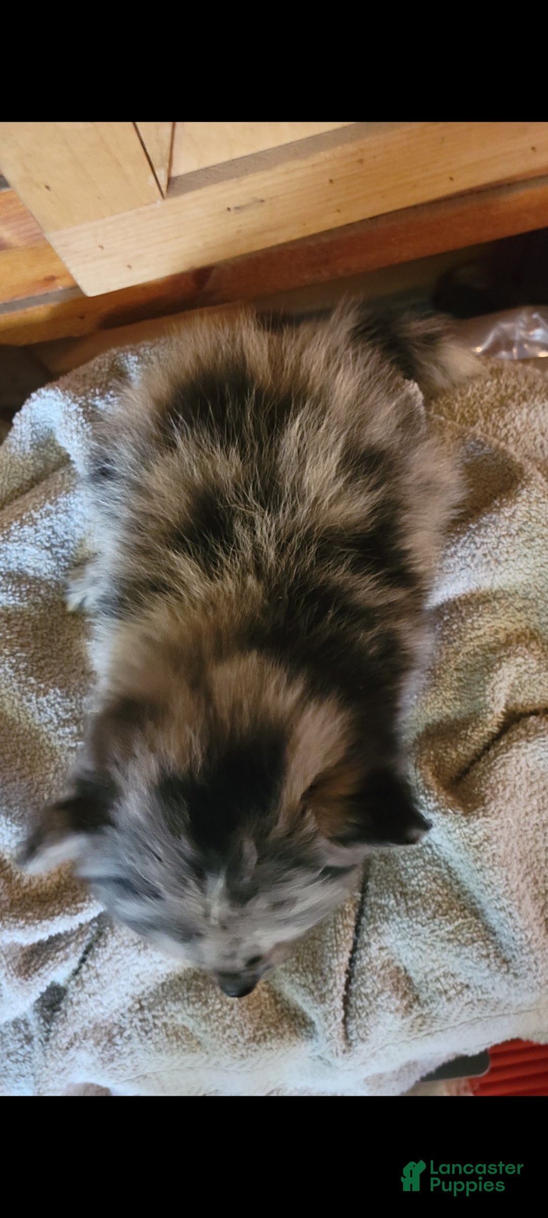 Pomeranian dogs Cloe  - Ad 2