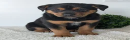Mixed Breed dogs for sale: Luna - Ad 5