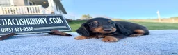 Miniature Dachshund dogs for sale: AKC Russian boy - Ad 5